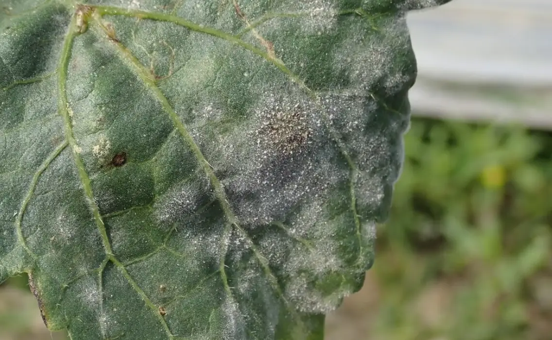 小蘇打 噴 植物 比例 小蘇打 噴 植物 比例