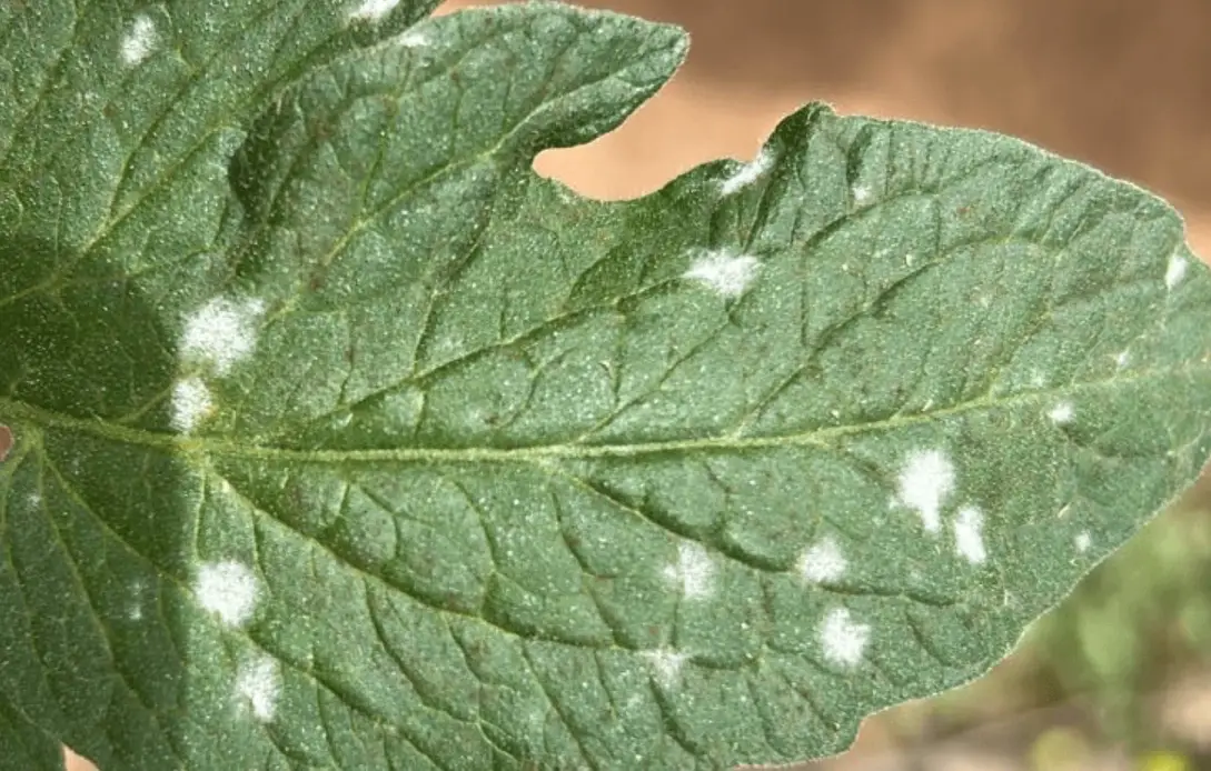 白粉病 小蘇打 水 比例 白粉病 小蘇打 水 比例