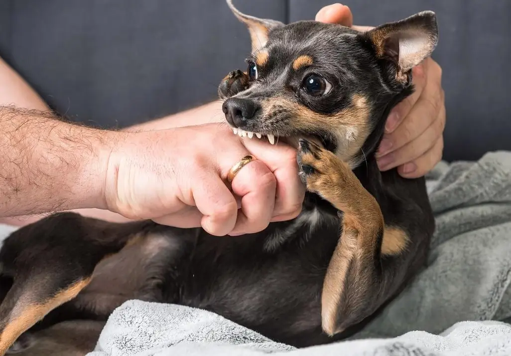夢見狗咬手 夢見狗咬手