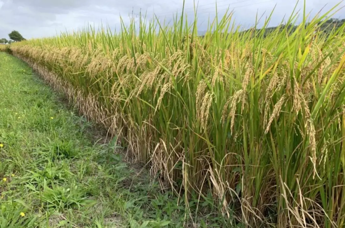 台灣水稻品種