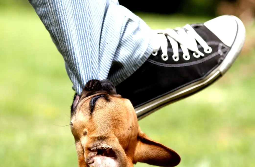 狗咬腳夢境意義