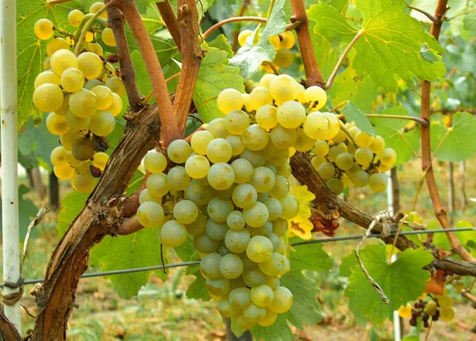 葡萄如何種才會生