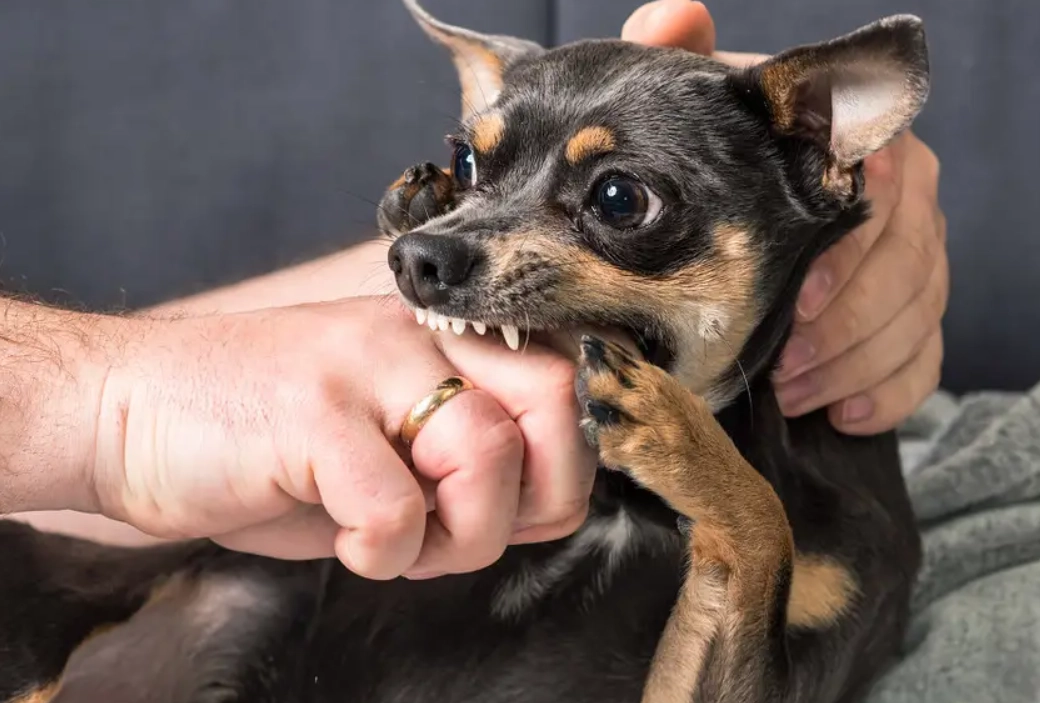 狗咬手梦的含义