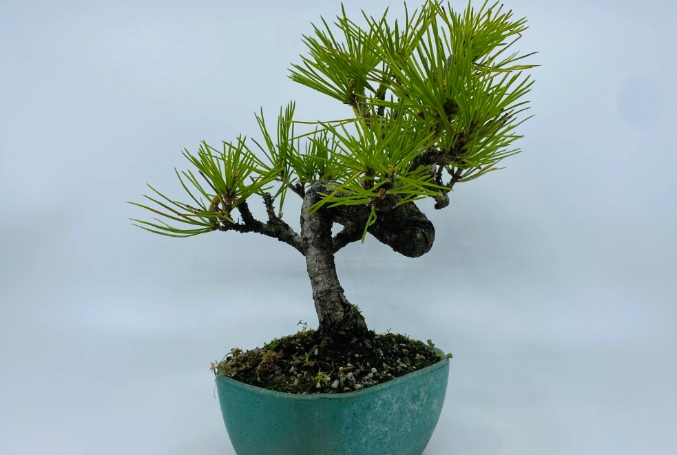 黑松養護 黑松養護