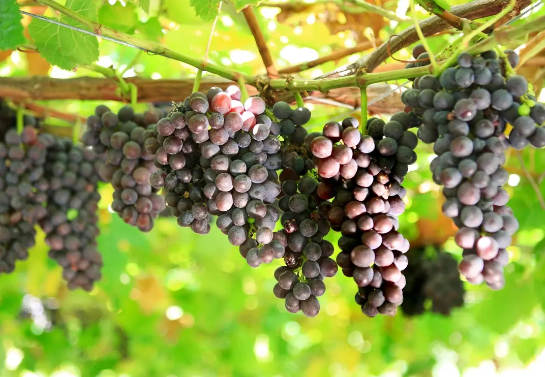 葡萄種植方法