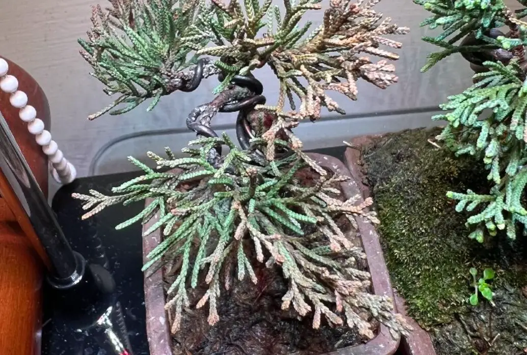 真柏爛根原因 真柏爛根原因