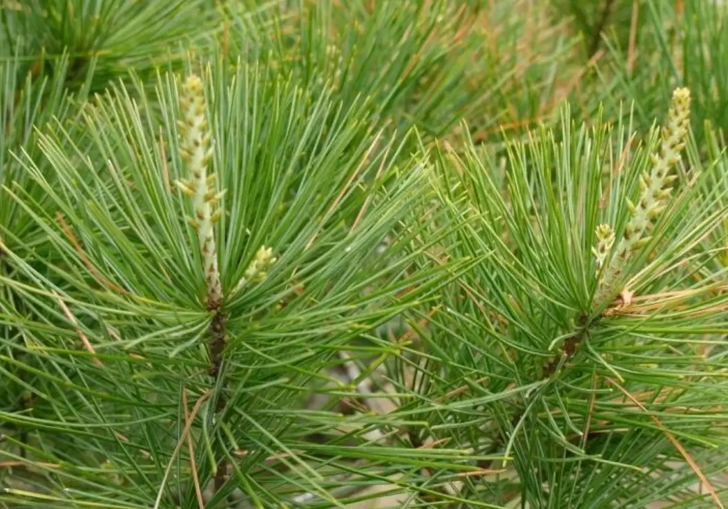 台灣特有種松樹