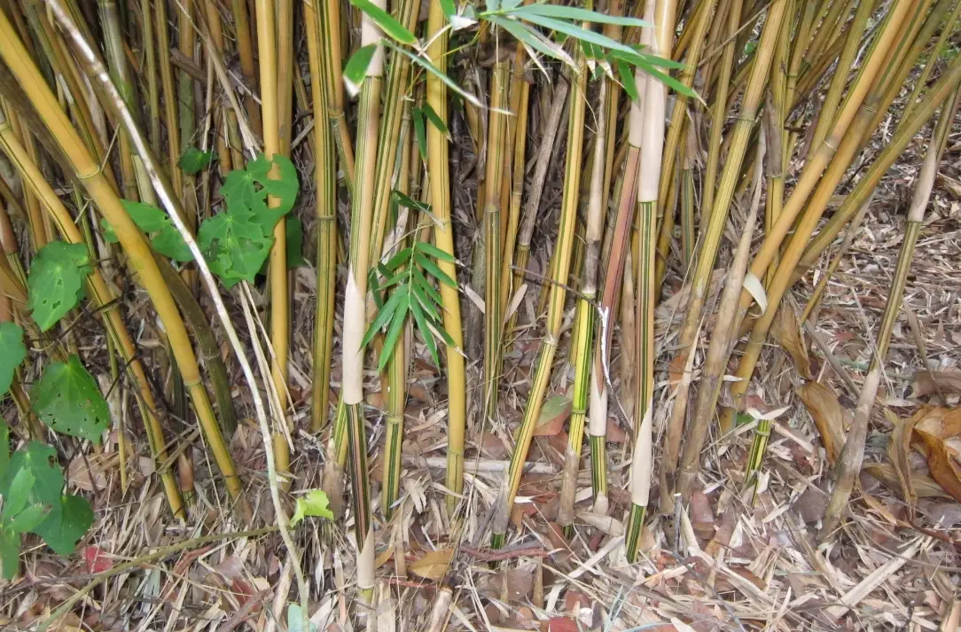 竹子生長緩慢