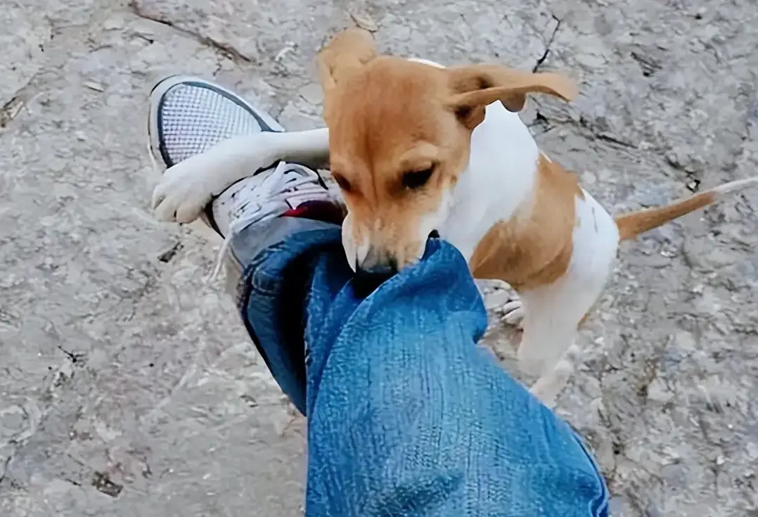 夢境解析 狗 夢境解析 狗