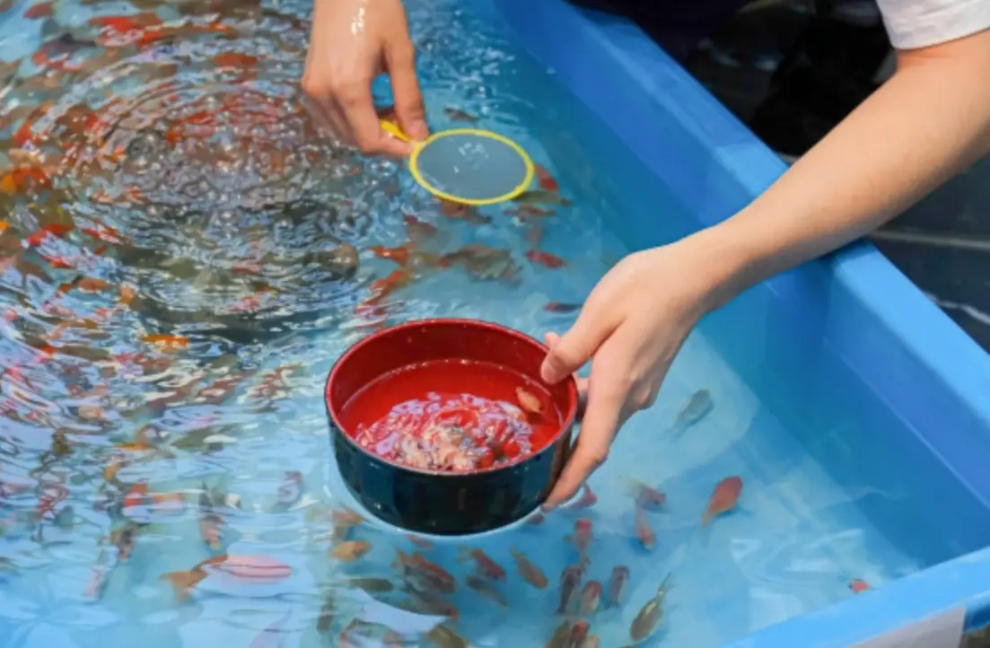 夢見撈到魚 解夢