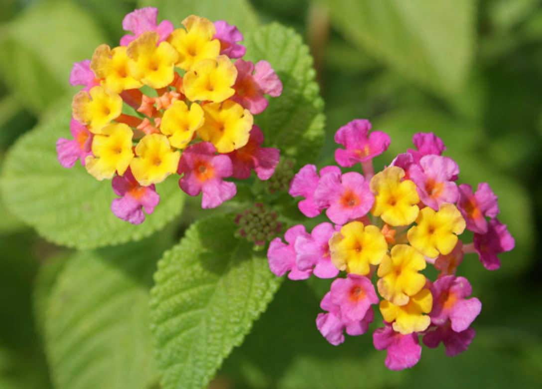 马来西亚花卉种植