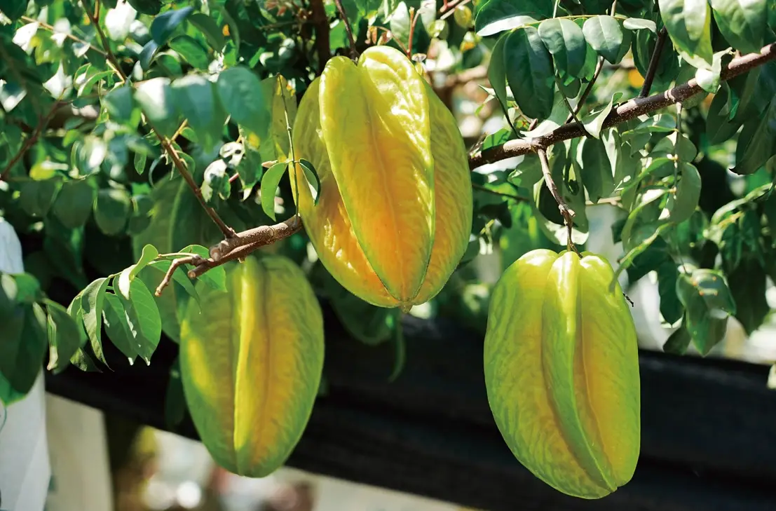 不用照顧的果樹