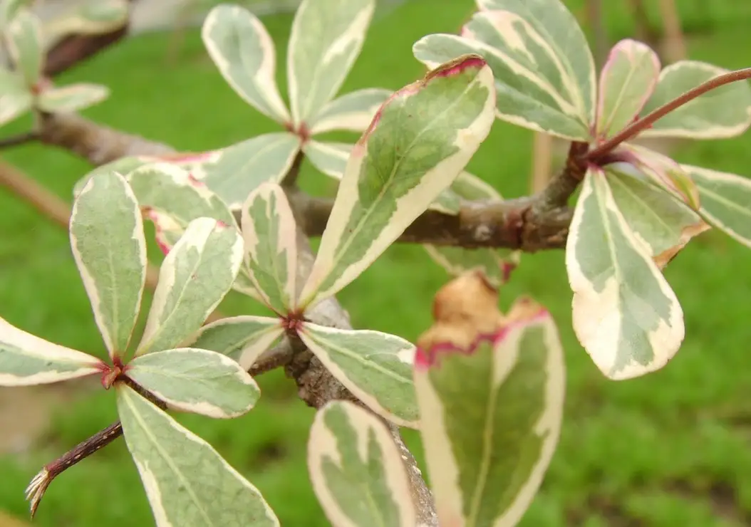 小葉欖仁照顧秘訣