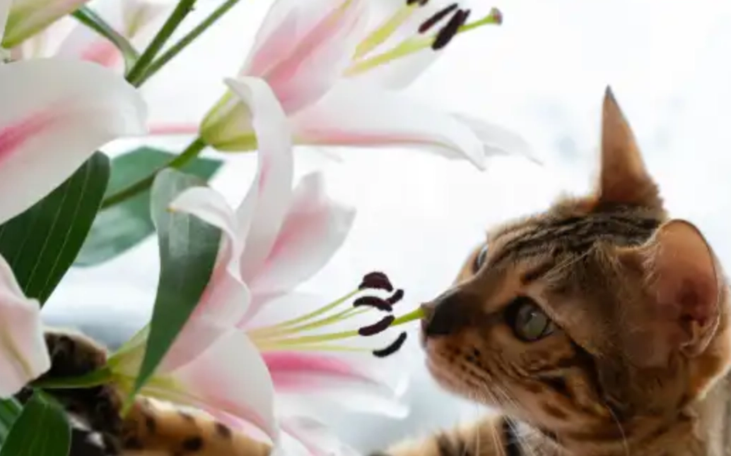 百合花對貓的毒性