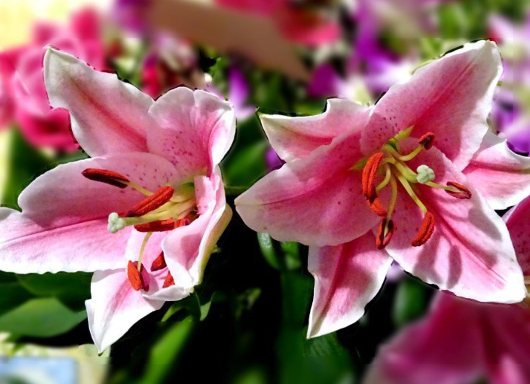 百合花 貓 中毒