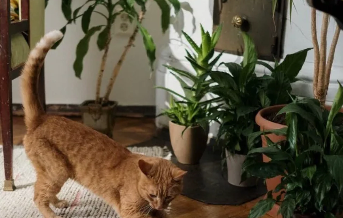 貓咪安全綠植