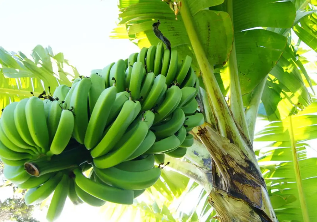 香蕉种植技巧