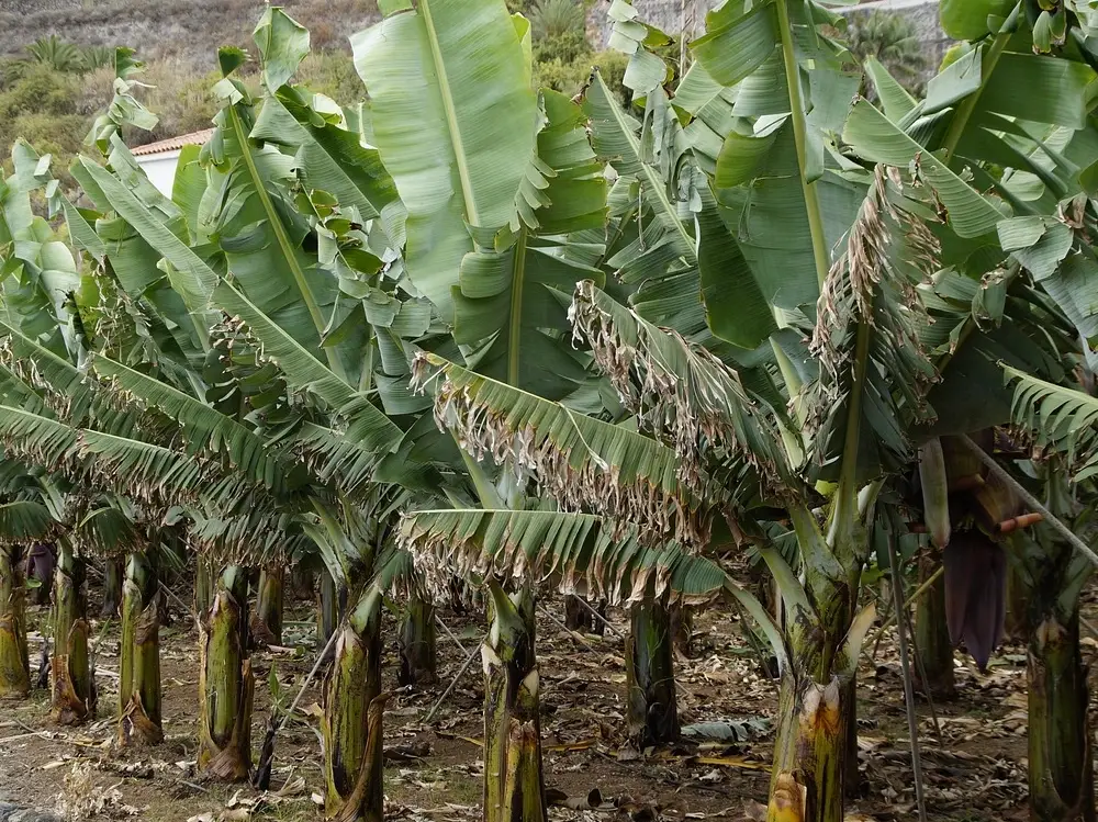 香蕉树是主根还是须根