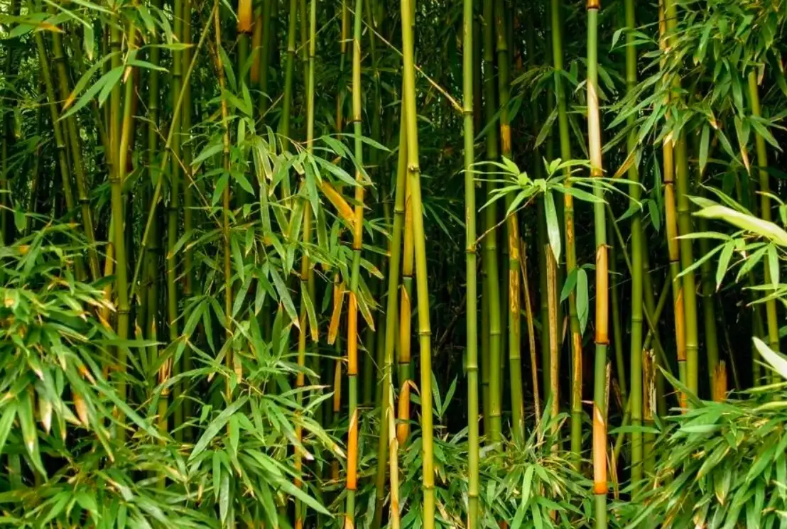 竹子栽培技巧 竹子栽培技巧