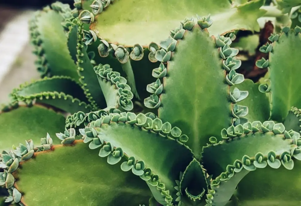 落地生根副作用