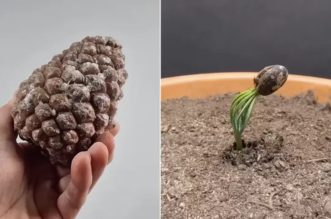 松樹種子盆栽全攻略：從採種到養護的完整步驟與常見問題解答