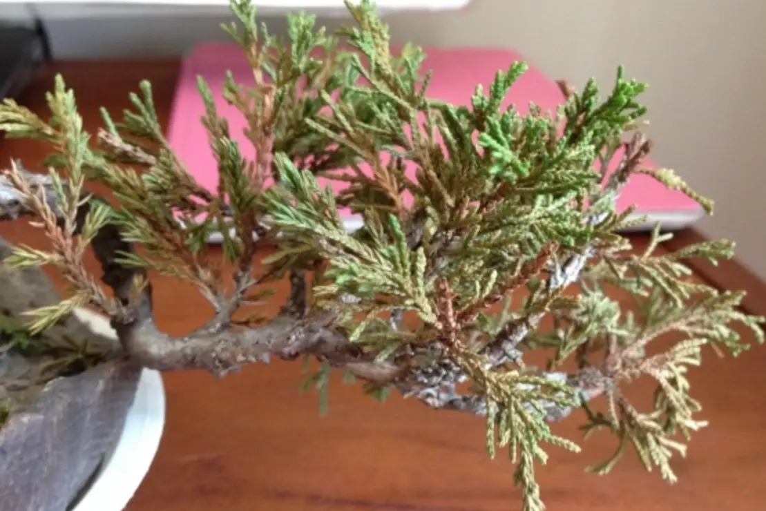 盆栽枯葉病防治