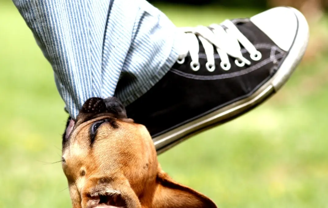 被狗追 夢境 壓力 被狗追 夢境 壓力