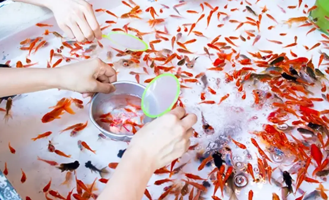 夢見撈到魚 解夢