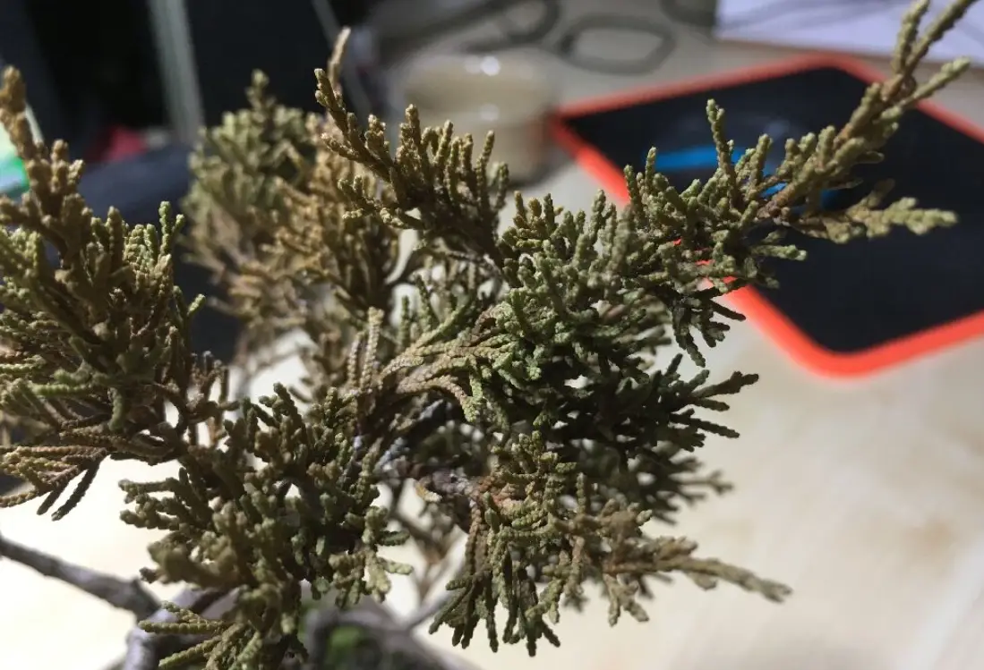 真柏枯葉病治療