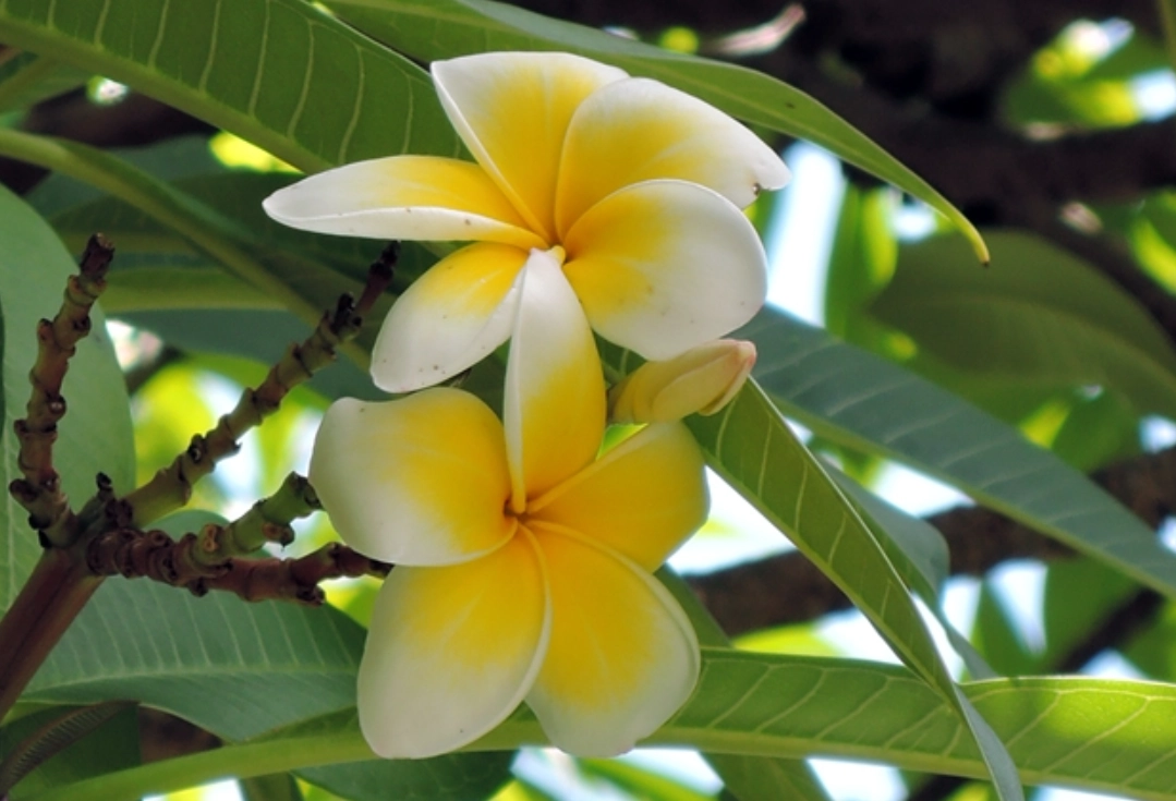 新手种花 马来西亚