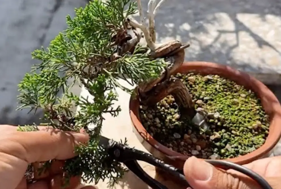 真柏換盆步驟