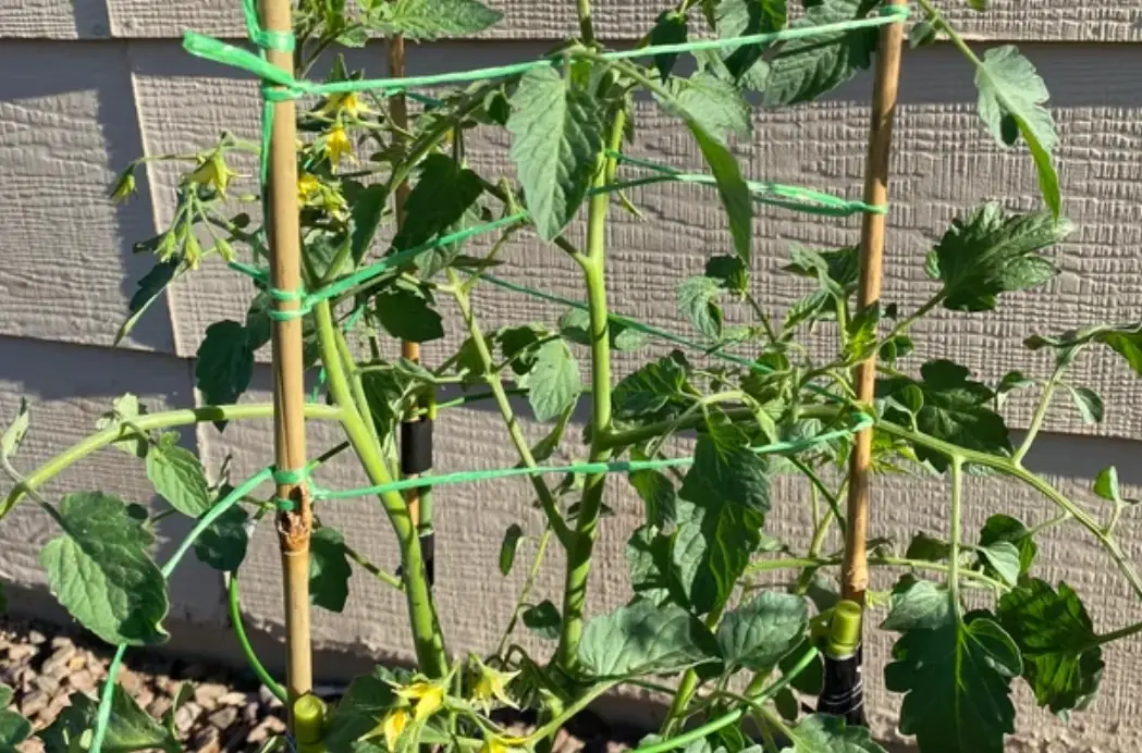 自製番茄支架 自製番茄支架