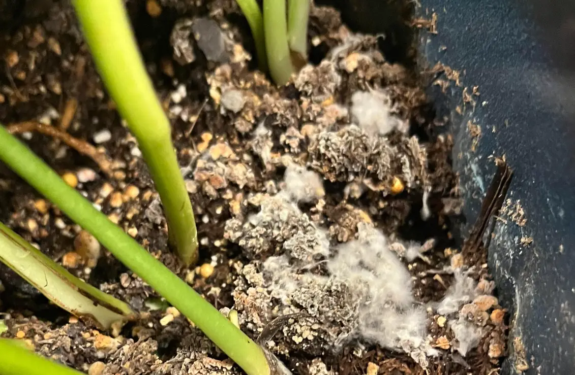 有機肥發霉處理