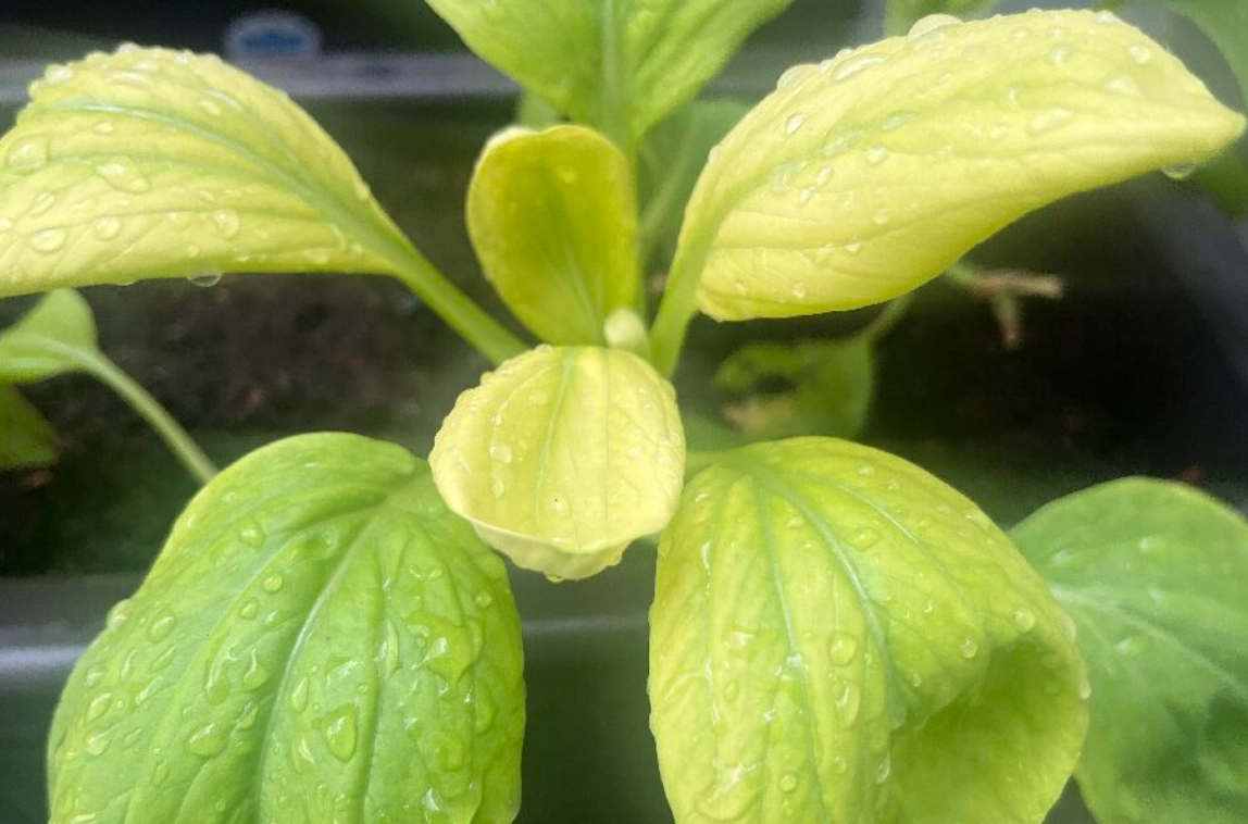 青江菜變黃可食用