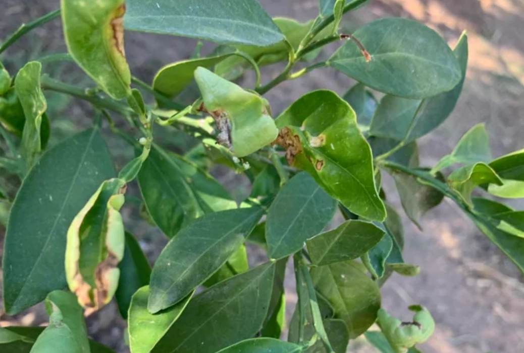 橘子葉子捲起來