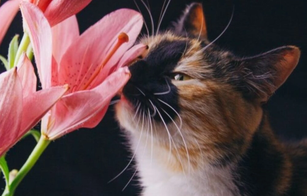 貓咪百合花症狀全解析：識別、急救與預防指南