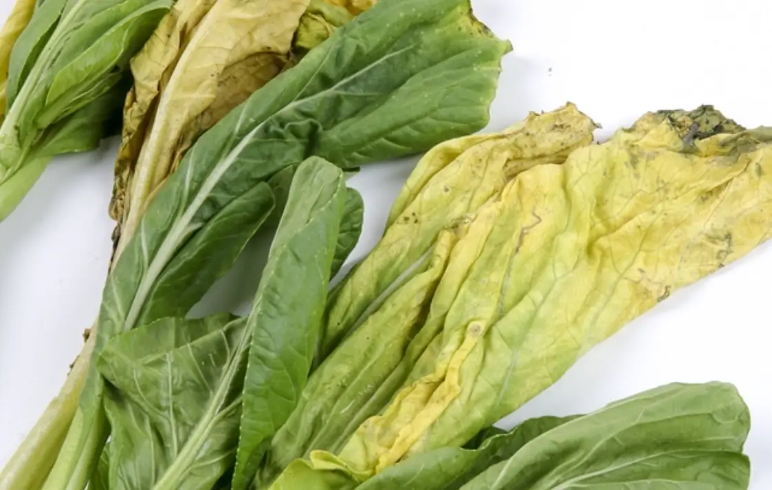 青江菜發黃可以吃嗎