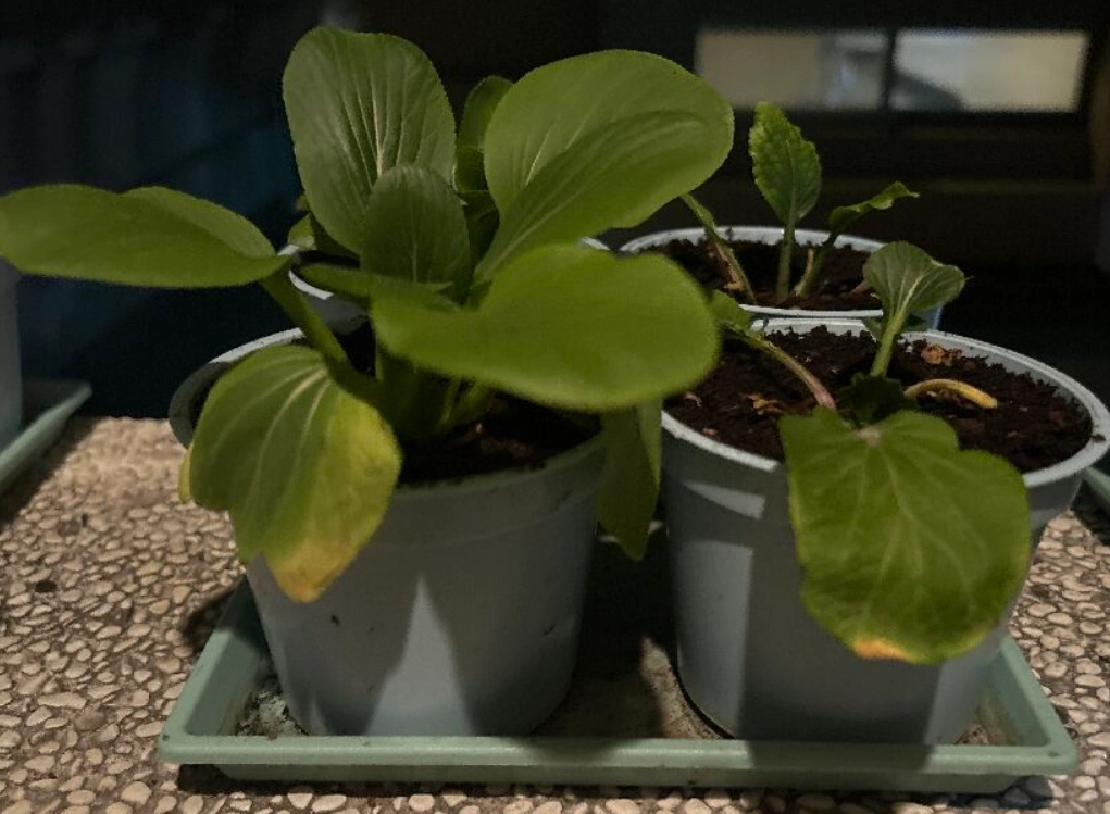 青江菜變黃可食用