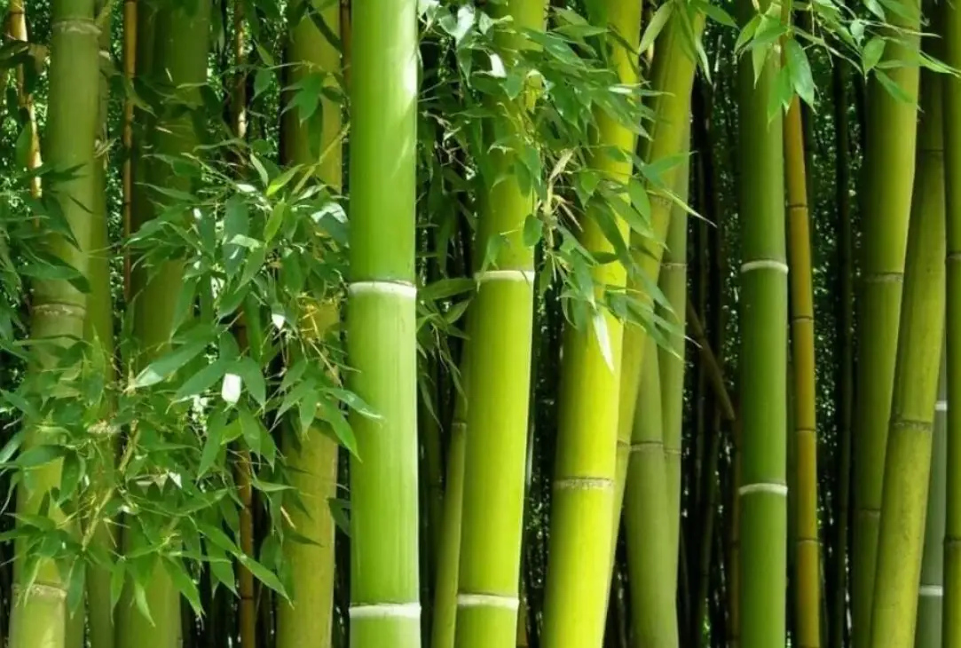 竹子四年才長3公分