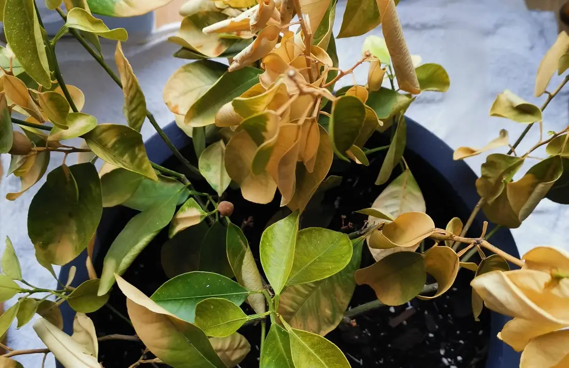 金桔樹病害防治