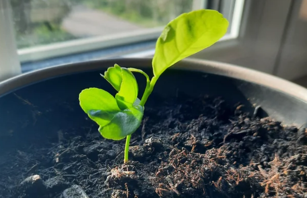 無籽橘子怎麼種