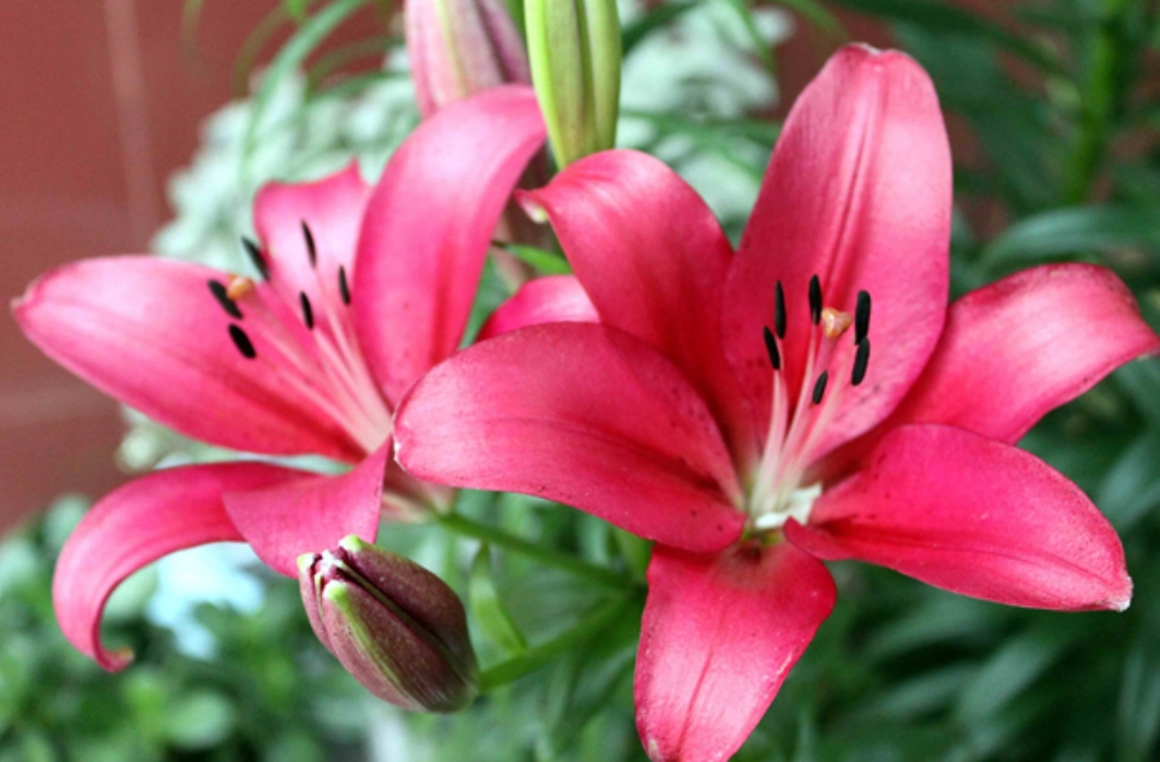 狗狗 百合花 中毒