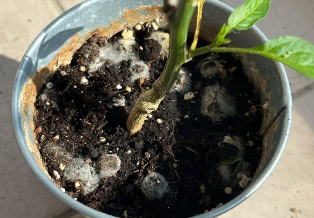 肥料發霉怎麼辦？完整預防與處理指南，保護植物健康