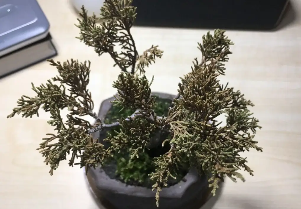 系魚川真柏枯葉病