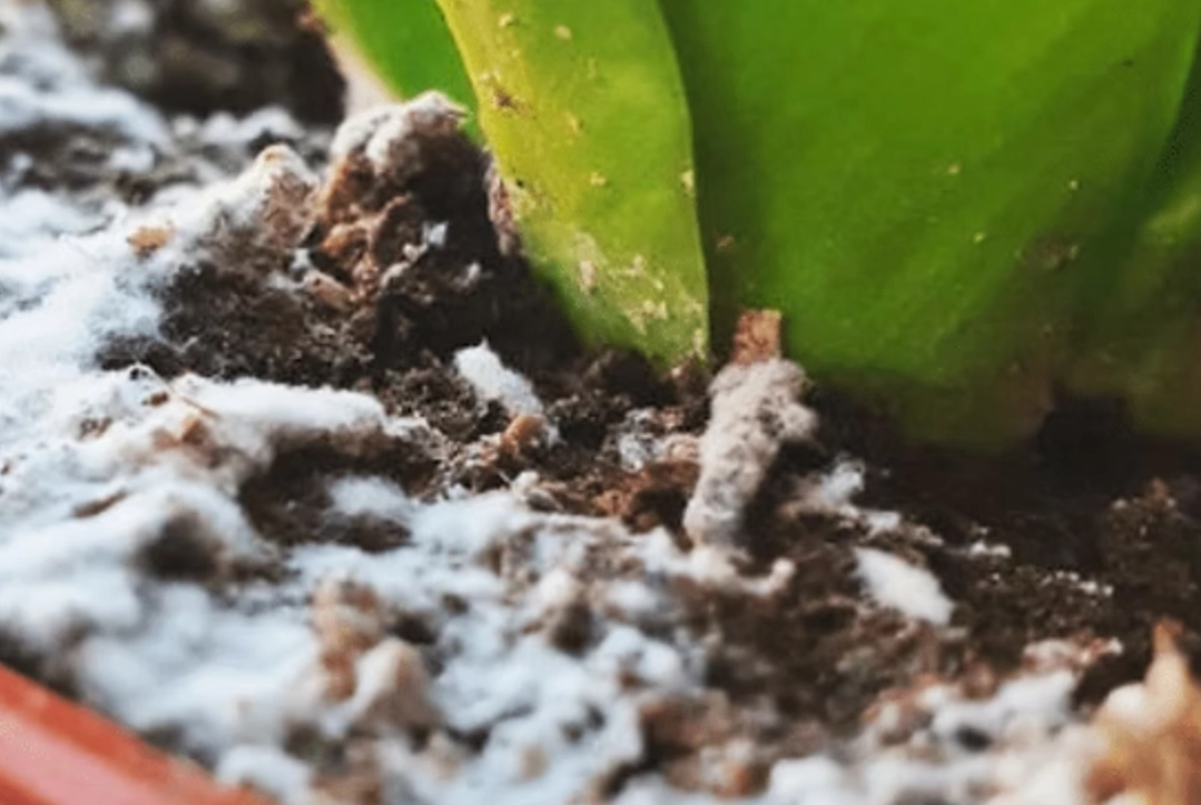 有機肥發霉處理