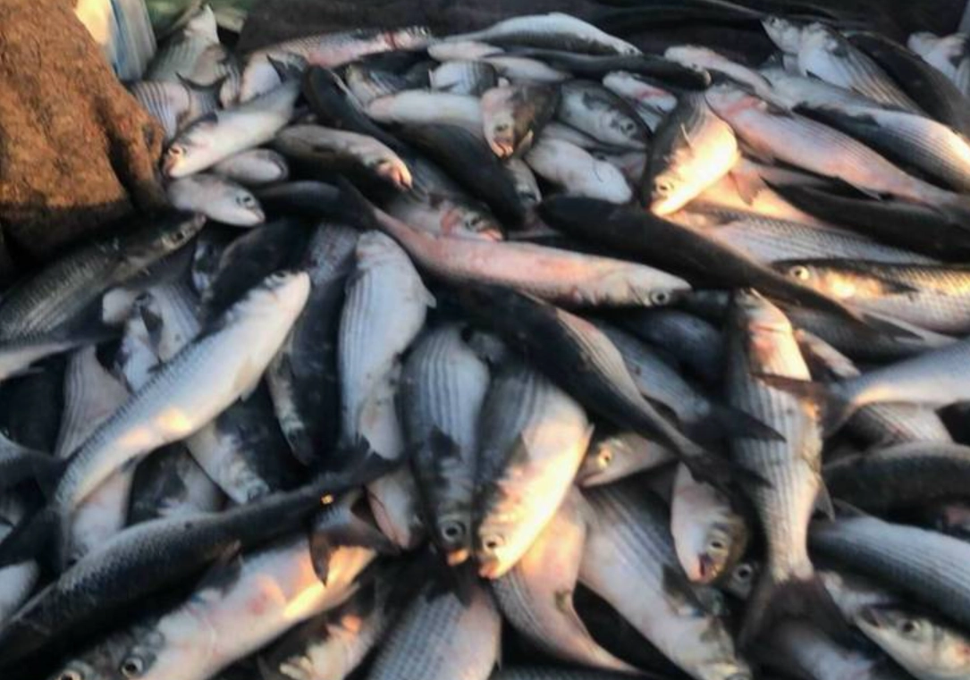 夢到補很多魚 心理學