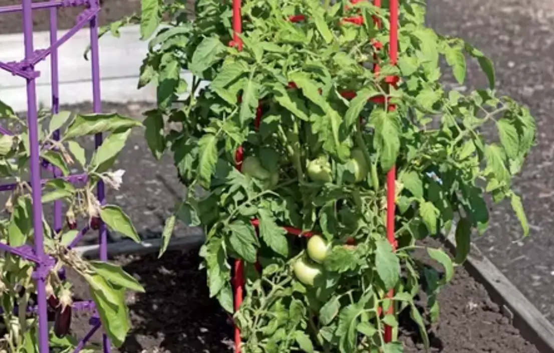 番茄支架DIY 番茄支架DIY