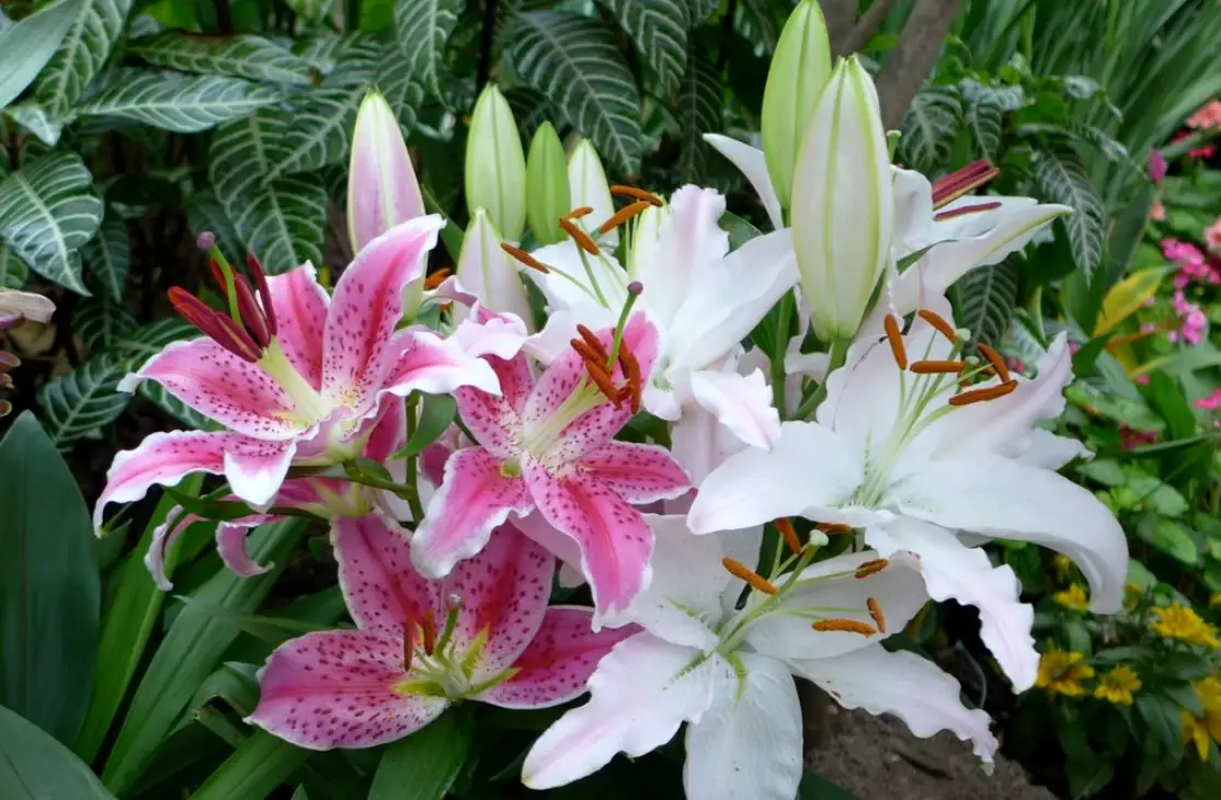 百合花對人有毒嗎？完整解析毒性、症狀與安全飼養指南