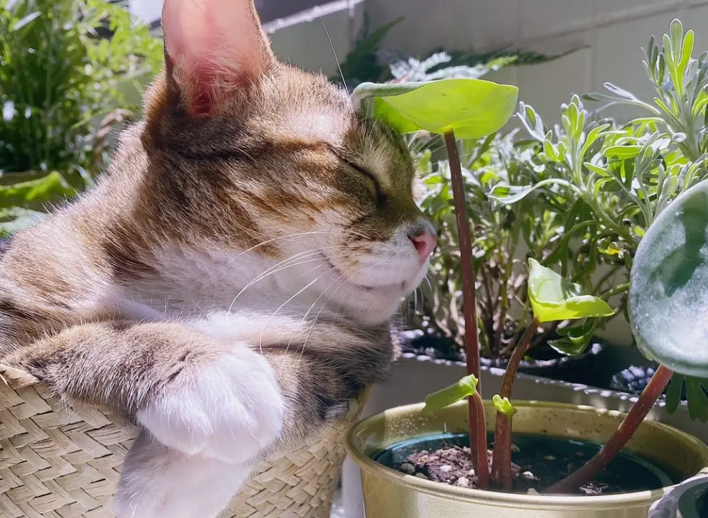 貓咪友善植物