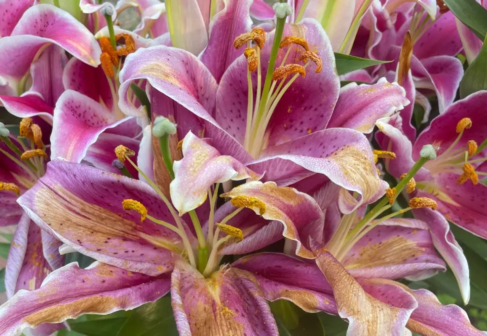 狗狗 百合花 中毒